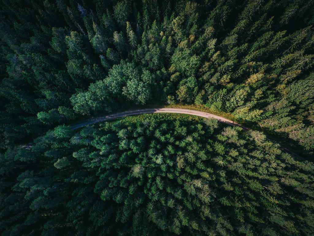 Enorme floresta sendo cortada por estrada