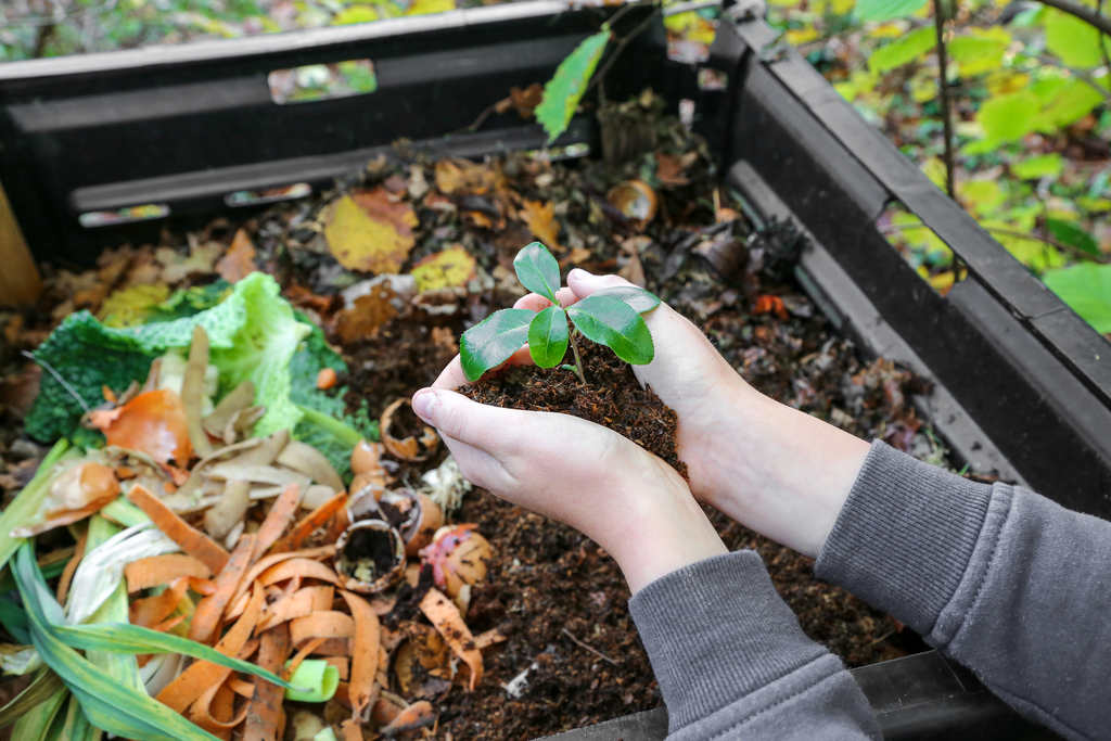 Pessoa segurando uma uma mudinha de planta e, embaixo da muda, a terra está adubada com cascas de cenoura, cascas de ovos e olhas de verdura